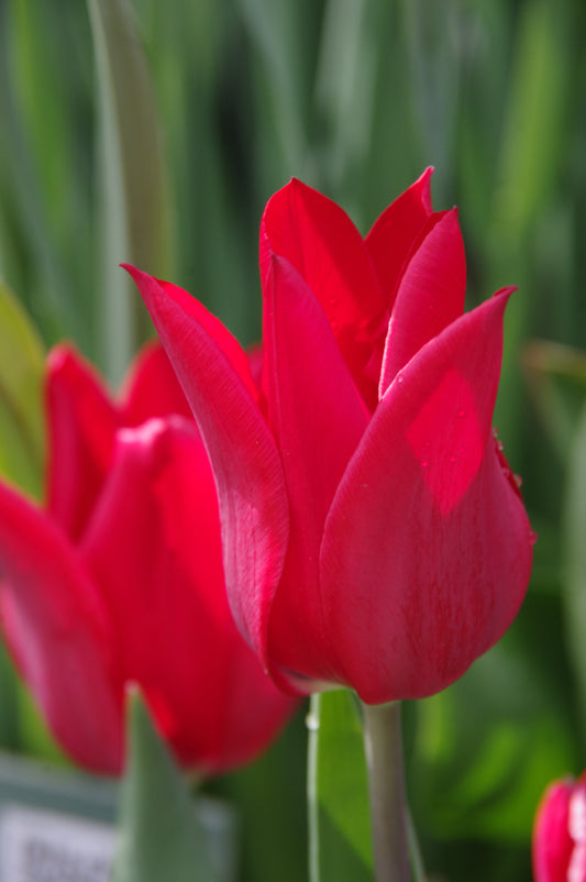 Nahaufnahme der Tulipa ‚Pieter de Leur‘ – eine lilienblütige Tulpe von Weijers – mit leuchtend roten, lilienförmigen Blüten und spitzen Blütenblättern. Eine burgunderrote Tulpe mildert den Hintergrund und unterstreicht die Schönheit der „Blütezeit Mai“.