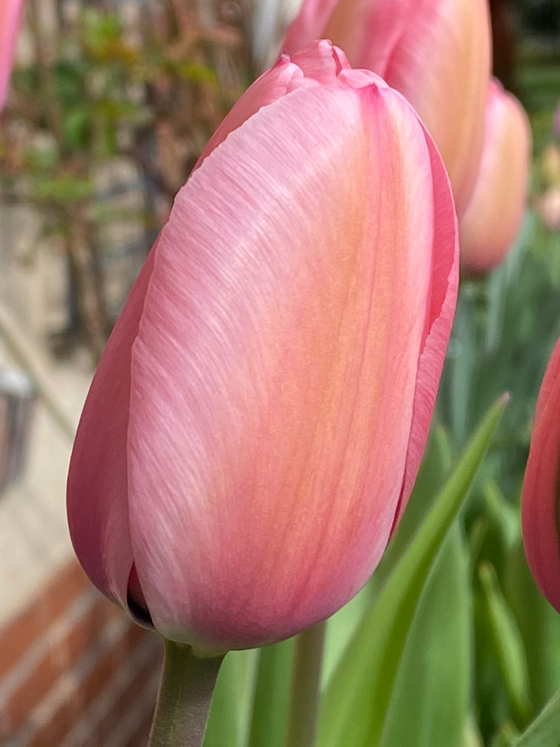 Nahaufnahme einer einzelnen Knospe der Darwin-Tulpe „Pink Impression“ von Weijers, die ihre glatte Textur zeigt. Die unscharf abgebildeten grünen Blätter, eine weitere Tulpe und Andeutungen von Mauerwerk bilden einen sanften Hintergrund.