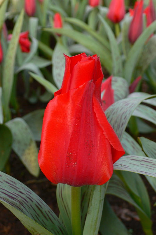 Eine Nahaufnahme der Tulipa 'Princess Charmante' von Weijers zeigt ihre leuchtend roten, halb geöffneten Blüten inmitten üppig grüner Blätter, während im Hintergrund weitere rote Tulpen verschwommen zu sehen sind – ideal für einen Steingarten.