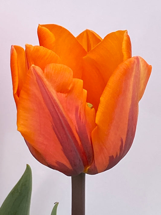 Eine Nahaufnahme einer einzelnen Tulipa „Prinses Irene“ von Weijers – einer orangefarbenen Tulpe mit roten Streifen – vor hellem Hintergrund, wobei links unten ein grünes Blatt teilweise zu sehen ist.