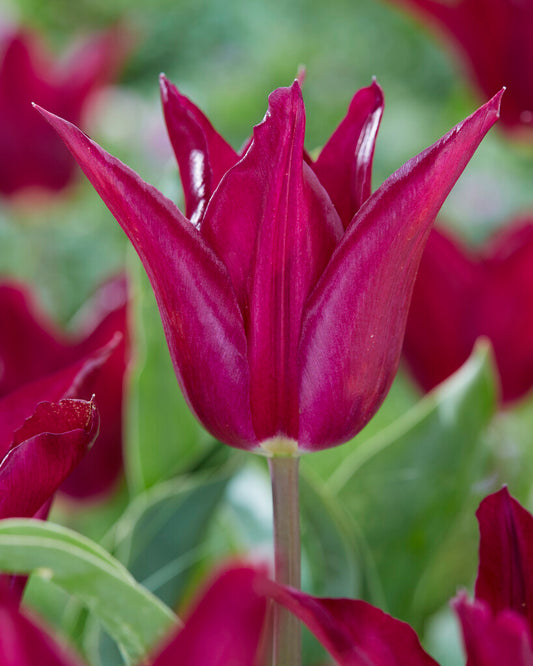 Eine Nahaufnahme der Tulipa „Purple Heart“ von Weijers – einer leuchtend tiefvioletten Tulpe mit lilienförmigen Blüten und spitzen Blütenblättern – ragt hoch empor zwischen grünen Blättern und verschwommenen Tulpen im Hintergrund.