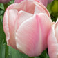 Nahaufnahme einer standfesten, frühblühenden Tulipa 'Salmon van Eijk'® – einer Darwin-Hybridtulpe von Weijers – mit zart lachsrosa Blüten mit sanften weißen Streifen, grünen Blättern und verschwommenen rosa Tulpen im Hintergrund.