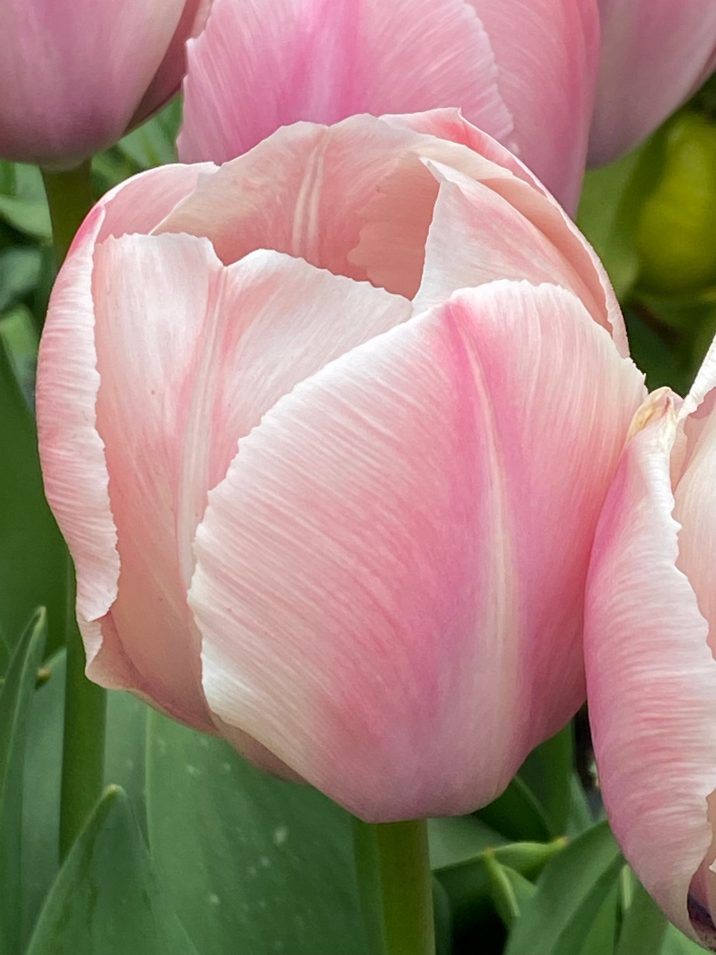 Nahaufnahme einer standfesten, frühblühenden Tulipa 'Salmon van Eijk'® – einer Darwin-Hybridtulpe von Weijers – mit zart lachsrosa Blüten mit sanften weißen Streifen, grünen Blättern und verschwommenen rosa Tulpen im Hintergrund.