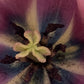 Nahaufnahme der Tulipa „Salmon van Eijk“® – einer Darwin-Hybrid-Tulpe von Weijers. Das Bild zeigt ihre violetten Blütenblätter, die gelben Akzente sowie die filigranen Strukturen der Staubblätter und der Fruchtblätter und hebt dabei die leuchtenden Farben und die Details der Fortpflanzungsorgane hervor.