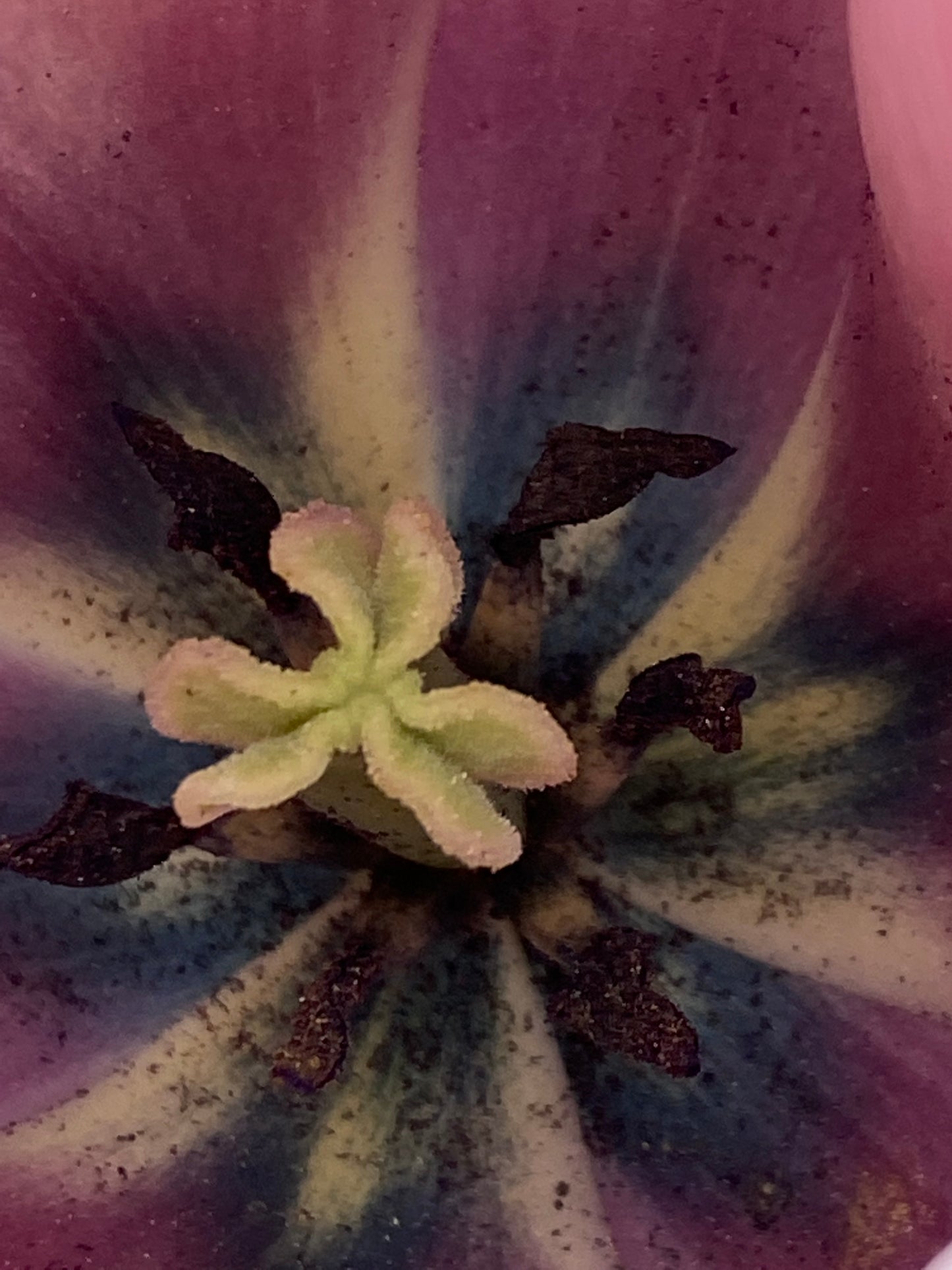 Nahaufnahme der Tulipa „Salmon van Eijk“® – einer Darwin-Hybrid-Tulpe von Weijers. Das Bild zeigt ihre violetten Blütenblätter, die gelben Akzente sowie die filigranen Strukturen der Staubblätter und der Fruchtblätter und hebt dabei die leuchtenden Farben und die Details der Fortpflanzungsorgane hervor.