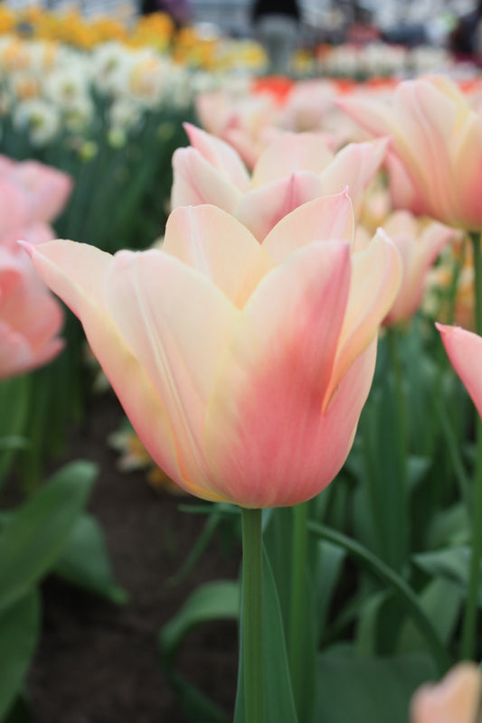 Nahaufnahme der Tulipa 'Sanne' von Weijers: eine Blüte in Rosa-Apricot und zartem Pastellgelb, umgeben von anderen Tulpen und grünen Blättern vor einem verschwommenen Blumenhintergrund.