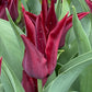 Die lilienblütige Tulpe „Sarah Raven“ von Weijers hat purpurrote, spitz zulaufende Blütenblätter mit Tautropfen und grünen Blättern; eine standfeste Sorte, die von April bis Mai blüht.