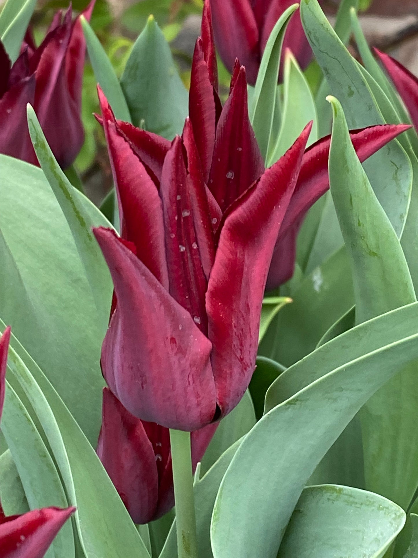 Die lilienblütige Tulpe „Sarah Raven“ von Weijers hat purpurrote, spitz zulaufende Blütenblätter mit Tautropfen und grünen Blättern; eine standfeste Sorte, die von April bis Mai blüht.