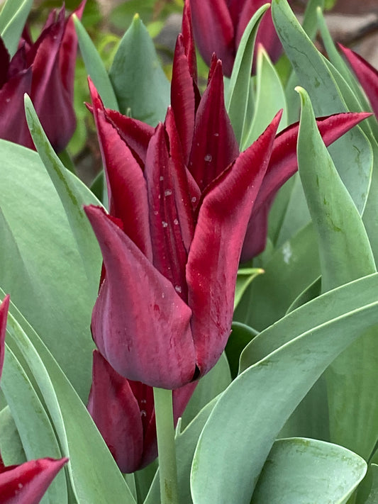 Die lilienblütige Tulpe „Sarah Raven“ von Weijers hat purpurrote, spitz zulaufende Blütenblätter mit Tautropfen und grünen Blättern; eine standfeste Sorte, die von April bis Mai blüht.