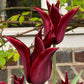 Tulipa 'Sarah Raven' – Die lilienblütige Tulpe von Weijers hat dunkelrote, spitzblättrige Blüten und blüht mittelfrüh im Garten vor einer Backsteinmauer, einem Fenster und grünem Laub.