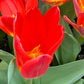 Tulipa ‚Scarlet Baby‘ – Die Kaufmanniana-Tulpe von Weijers besticht durch leuchtend rote Blüten mit gelben Mittelpunkten und grünen Blättern, darunter eine auffällige, frühblühende Tulpe im Vordergrund.