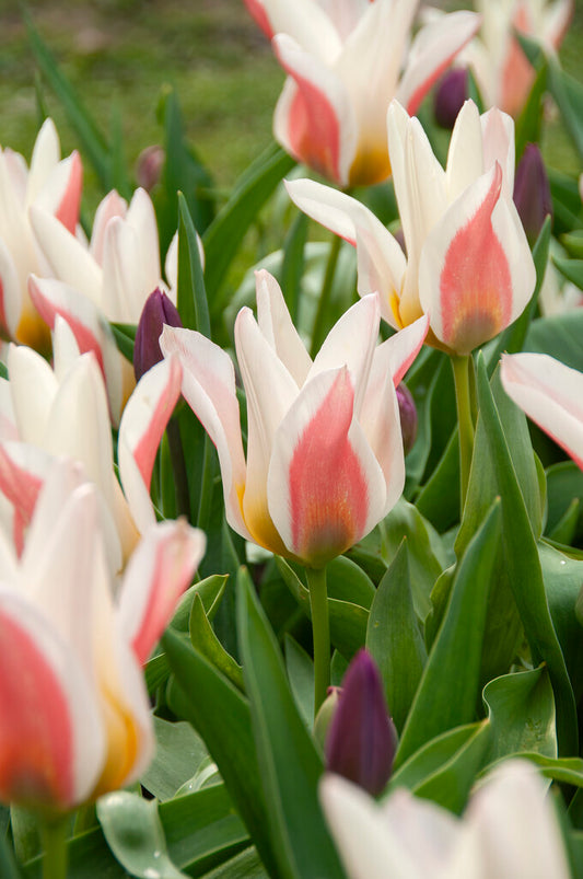 Eine Gruppe von Tulipa ‚Serano‘ von Weijers mit zartweißen Blütenblättern und rosaroten Akzenten steht inmitten von grünen Blättern und einigen violetten Knospen – ideal für Steingärten oder dekorative Kübel.