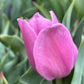 Eine Nahaufnahme einer einzelnen Knospe der Triumph-Tulpe „Synaeda Amor“ von Weijers in zartem Rosa mit grünen Blättern und einem unscharfen Hintergrund, der für einen romantischen Akzent sorgt.