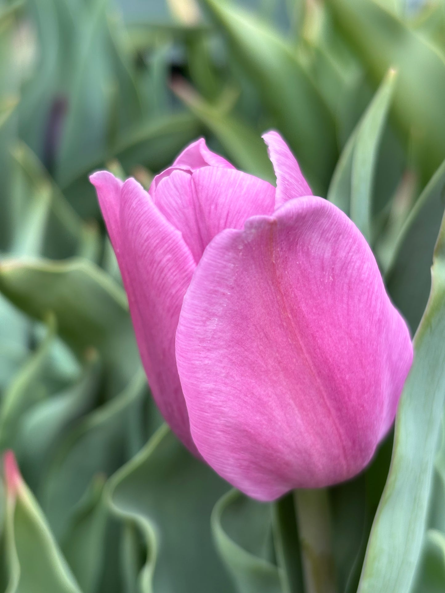Eine Nahaufnahme einer einzelnen Knospe der Triumph-Tulpe „Synaeda Amor“ von Weijers in zartem Rosa mit grünen Blättern und einem unscharfen Hintergrund, der für einen romantischen Akzent sorgt.