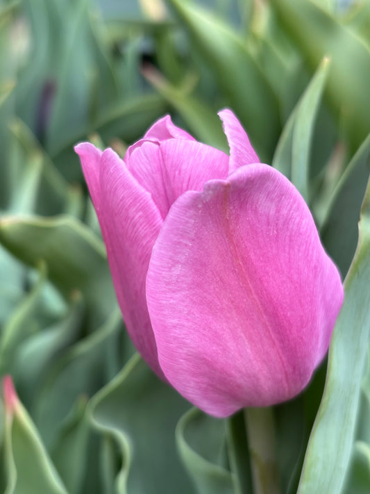 Eine Nahaufnahme einer einzelnen Knospe der Triumph-Tulpe „Synaeda Amor“ von Weijers in zartem Rosa mit grünen Blättern und einem unscharfen Hintergrund, der für einen romantischen Akzent sorgt.