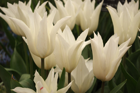 Eine Gruppe eleganter Tulipa 'Tres Chic' von Sam van Schooten mit spitzen weißen Blütenblättern steht inmitten grüner Blätter, wobei ihre zarten Blüten im natürlichen Licht leuchten.