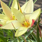 Zwei Blüten der Tulipa clusiana ‚Cynthia‘ (Damen-Tulpe) von Weijers in Primelgelb mit spitzen Blütenblättern und karmesinroten Rändern sind von schlanken grünen Blättern umgeben, die sich im Sonnenlicht aalen.