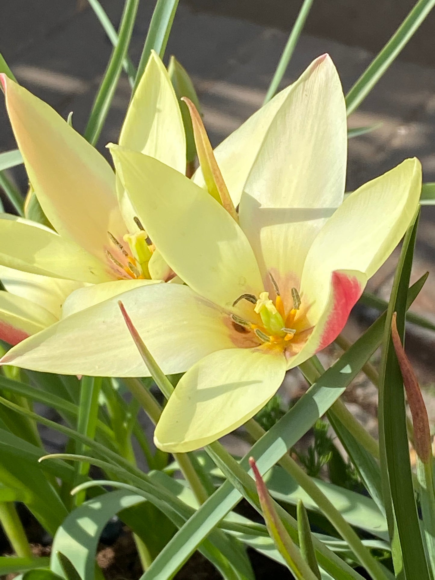 Zwei Blüten der Tulipa clusiana ‚Cynthia‘ (Damen-Tulpe) von Weijers in Primelgelb mit spitzen Blütenblättern und karmesinroten Rändern sind von schlanken grünen Blättern umgeben, die sich im Sonnenlicht aalen.