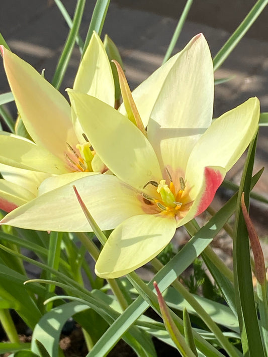 Zwei Blüten der Tulipa clusiana ‚Cynthia‘ (Damen-Tulpe) von Weijers in Primelgelb mit spitzen Blütenblättern und karmesinroten Rändern sind von schlanken grünen Blättern umgeben, die sich im Sonnenlicht aalen.