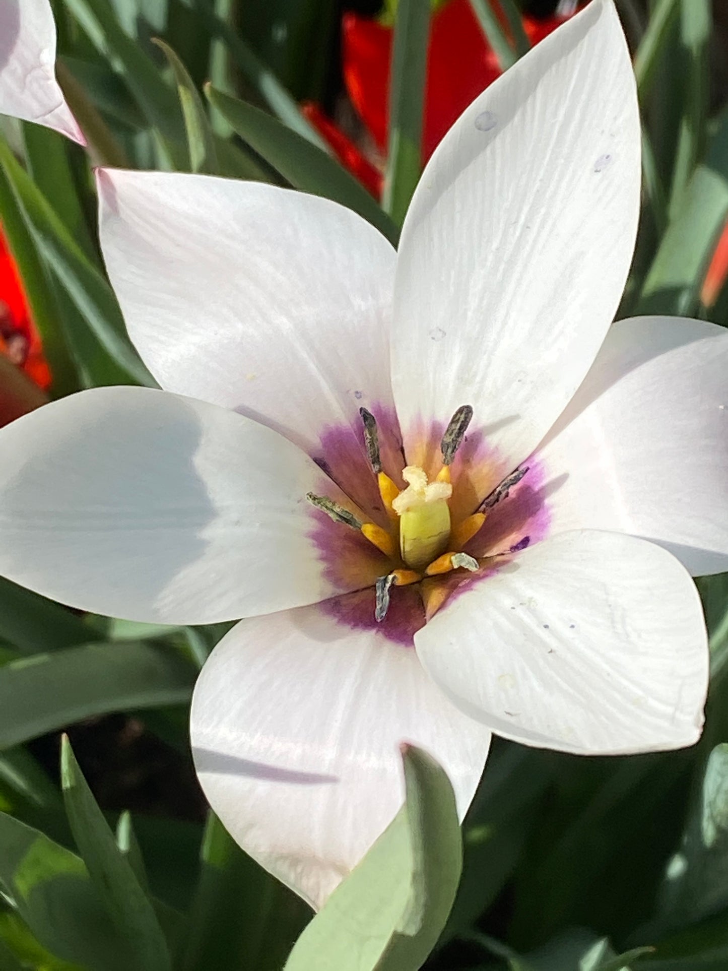 Eine Nahaufnahme der Tulipa clusiana ‚Peppermint Stick‘ – einer Damen-Tulpe von Weijers, die im April und Mai blüht – zeigt sechs weiße Blütenblätter mit einer rosa, gelben und violetten Mitte, dahinter grüne Blätter, während das Sonnenlicht die zarten, verwildert anmutenden Blütenblätter zum Leuchten bringt.