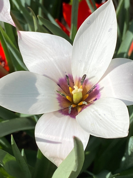 Eine Nahaufnahme der Tulipa clusiana ‚Peppermint Stick‘ – einer Damen-Tulpe von Weijers, die im April und Mai blüht – zeigt sechs weiße Blütenblätter mit einer rosa, gelben und violetten Mitte, dahinter grüne Blätter, während das Sonnenlicht die zarten, verwildert anmutenden Blütenblätter zum Leuchten bringt.