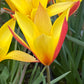Eine Nahaufnahme einer leuchtenden Tulipa clusiana ‚Tubergen’s Gem‘ (Damen-Tulpe) von Weijers mit cremegelben, spitzen Blütenblättern mit roten Spitzen, umgeben von grünen Blättern und ähnlichen Blüten. Blütezeit: April–Mai.