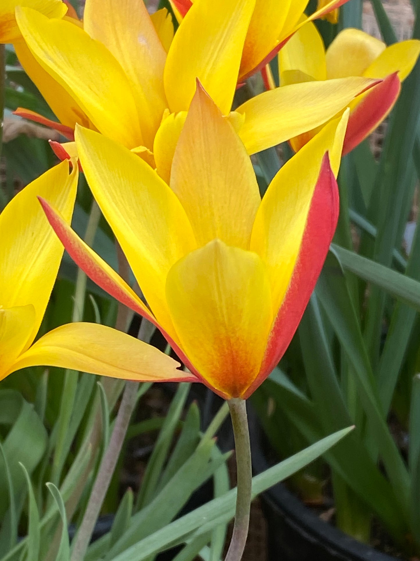 Eine Nahaufnahme einer leuchtenden Tulipa clusiana ‚Tubergen’s Gem‘ (Damen-Tulpe) von Weijers mit cremegelben, spitzen Blütenblättern mit roten Spitzen, umgeben von grünen Blättern und ähnlichen Blüten. Blütezeit: April–Mai.