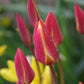 Nahaufnahme von roten Knospen der Tulipa clusiana ‚Tubergen’s Gem‘ (Damen-Tulpe) mit gelben Rändern und Wassertropfen. Im Hintergrund sind cremegelbe Blüten und grüne Blätter unscharf zu sehen. Blütezeit: April–Mai. Marke: Weijers.