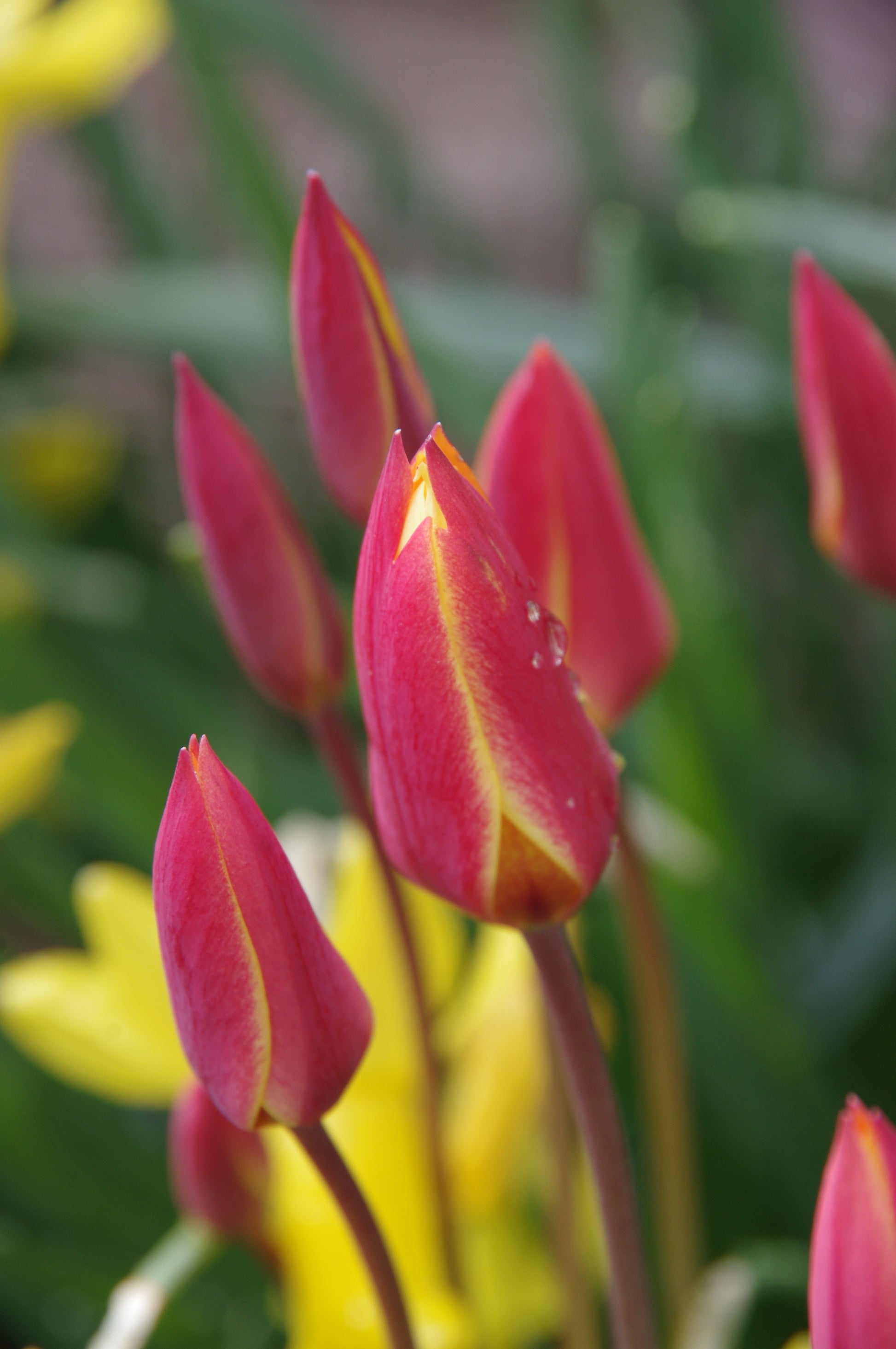 Nahaufnahme von roten Knospen der Tulipa clusiana ‚Tubergen’s Gem‘ (Damen-Tulpe) mit gelben Rändern und Wassertropfen. Im Hintergrund sind cremegelbe Blüten und grüne Blätter unscharf zu sehen. Blütezeit: April–Mai. Marke: Weijers.