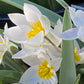 Nahaufnahme von Tulipa polychroma – „Zweiblütige Wildtulpe“ von Weijers: frühblühende weiße Blüten mit gelben Mittelpunkten, grünen Blättern und zarten, sonnenbeschienenen Blütenblättern – ideal für die Bepflanzung eines Steingartens.