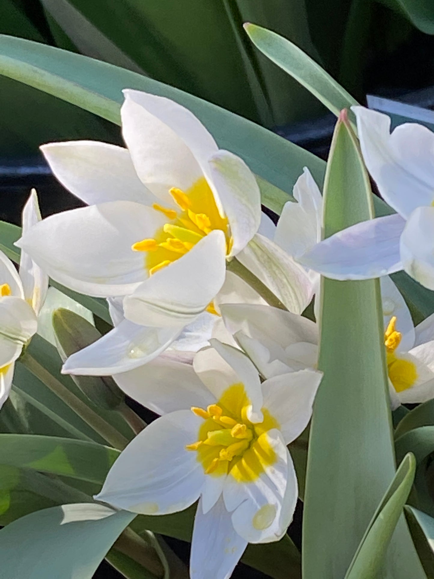 Nahaufnahme von Tulipa polychroma – „Zweiblütige Wildtulpe“ von Weijers: frühblühende weiße Blüten mit gelben Mittelpunkten, grünen Blättern und zarten, sonnenbeschienenen Blütenblättern – ideal für die Bepflanzung eines Steingartens.