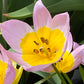 Eine Nahaufnahme einer frühblühenden, hellrosa Tulipa saxatilis (Felsen-Tulpe) von Weijers mit gelb-weißer Mitte, zartrosa umrandeten Blütenblättern und dunklen Staubgefäßen inmitten grüner Blätter. Perfekt zum Auswildern im Garten.