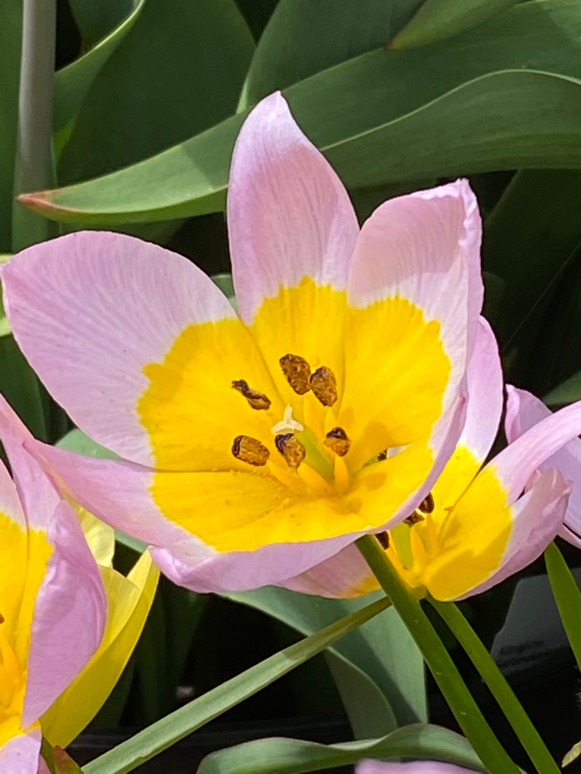 Eine Nahaufnahme einer frühblühenden, hellrosa Tulipa saxatilis (Felsen-Tulpe) von Weijers mit gelb-weißer Mitte, zartrosa umrandeten Blütenblättern und dunklen Staubgefäßen inmitten grüner Blätter. Perfekt zum Auswildern im Garten.