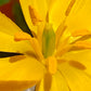 Nahaufnahme einer leuchtend bunten Weijers-Tulipa sylvestris (Weinberg-Tulpe) im April/Mai, die fünf gelbe Blütenblätter, auffällige gelbe Staubbeutel und einen zentralen grünen Stempel vor einem verschwommenen grün-roten Hintergrund zeigt.