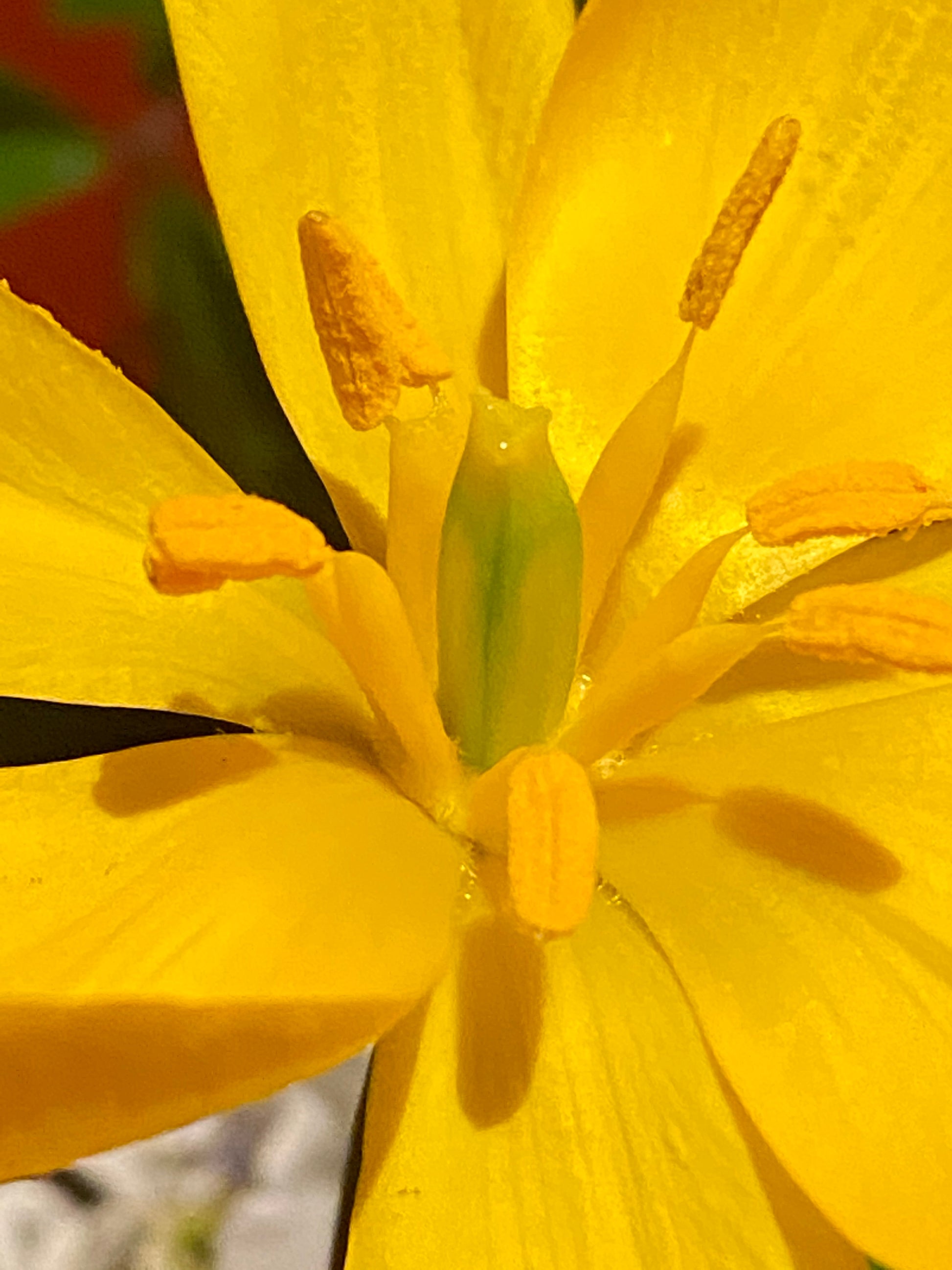 Nahaufnahme einer leuchtend bunten Weijers-Tulipa sylvestris (Weinberg-Tulpe) im April/Mai, die fünf gelbe Blütenblätter, auffällige gelbe Staubbeutel und einen zentralen grünen Stempel vor einem verschwommenen grün-roten Hintergrund zeigt.