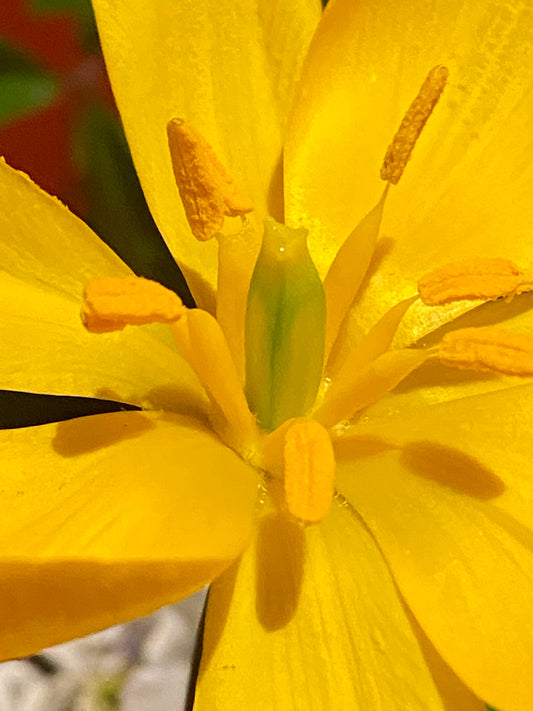 Nahaufnahme einer leuchtend bunten Weijers-Tulipa sylvestris (Weinberg-Tulpe) im April/Mai, die fünf gelbe Blütenblätter, auffällige gelbe Staubbeutel und einen zentralen grünen Stempel vor einem verschwommenen grün-roten Hintergrund zeigt.