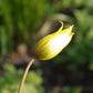 Eine schlanke Tulipa sylvestris – die „Weinberg-Tulpe“ von Weijers – zeigt eine einzelne gelbe Knospe, die sich teilweise geöffnet hat und im Sonnenlicht erstrahlt, mit leuchtend gelben Blüten vor einem verschwommenen grünen Hintergrund – ein Vorbote des Frühlings von April bis Mai.
