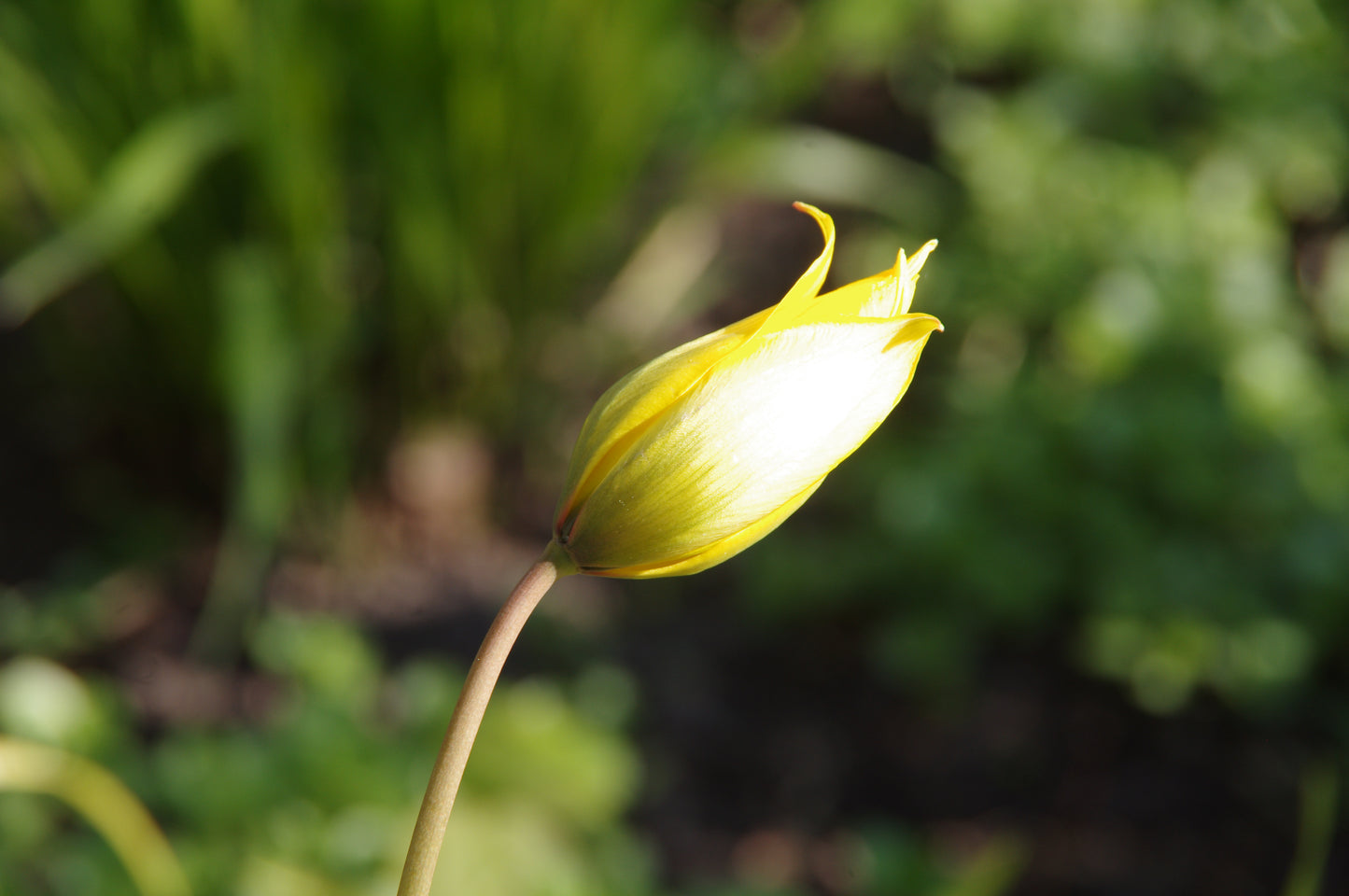Eine schlanke Tulipa sylvestris – die „Weinberg-Tulpe“ von Weijers – zeigt eine einzelne gelbe Knospe, die sich teilweise geöffnet hat und im Sonnenlicht erstrahlt, mit leuchtend gelben Blüten vor einem verschwommenen grünen Hintergrund – ein Vorbote des Frühlings von April bis Mai.