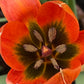 Nahaufnahme der Tulipa whitallii „Feuer-Tulpe“ von Weijers mit orangeroten Blüten, deren Mitte dunkel gefärbt ist und deren Staubblätter mit Pollen bestäubt sind, umgeben von üppig grünem Laub.