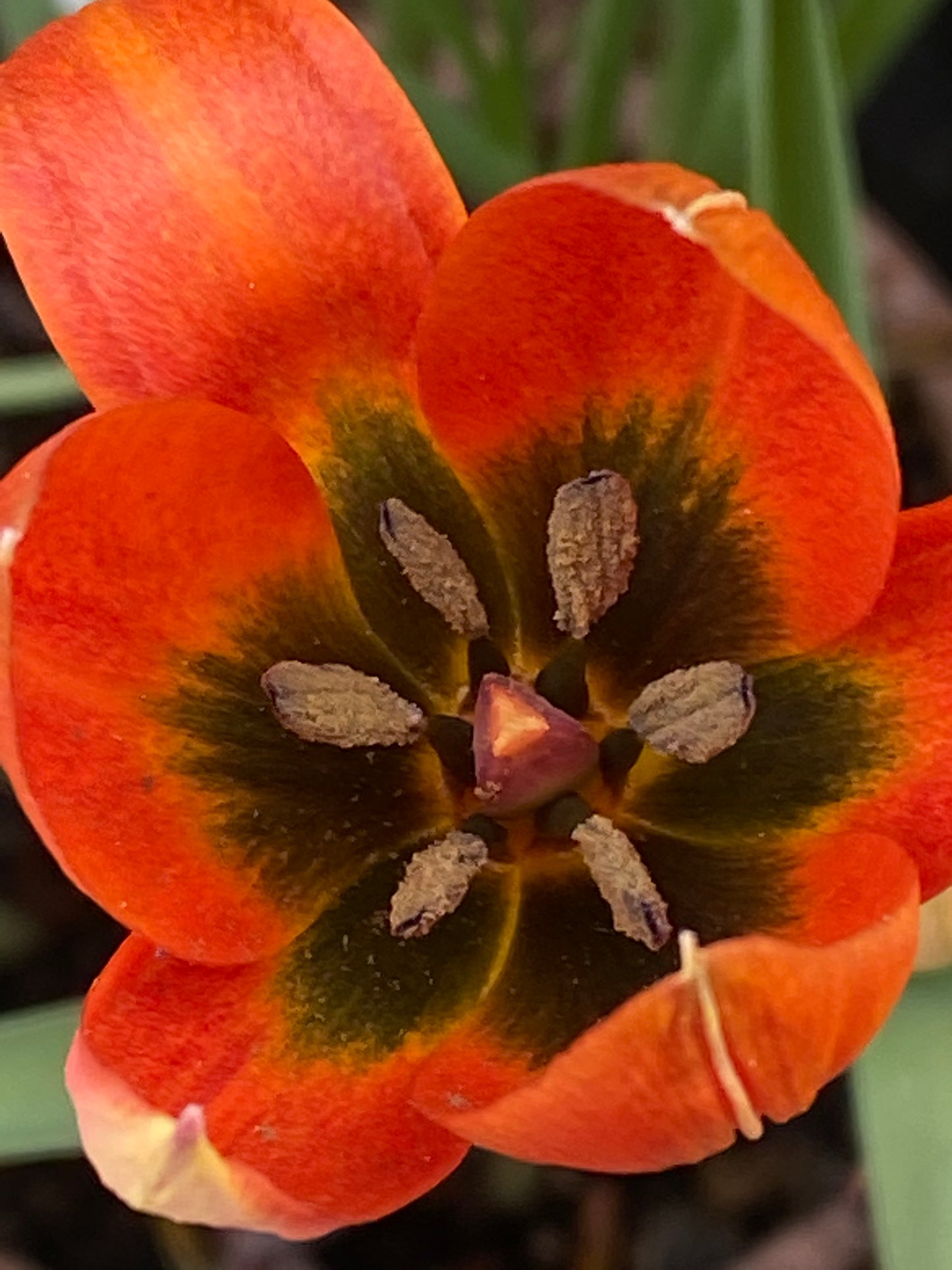 Nahaufnahme der Tulipa whitallii „Feuer-Tulpe“ von Weijers mit orangeroten Blüten, deren Mitte dunkel gefärbt ist und deren Staubblätter mit Pollen bestäubt sind, umgeben von üppig grünem Laub.