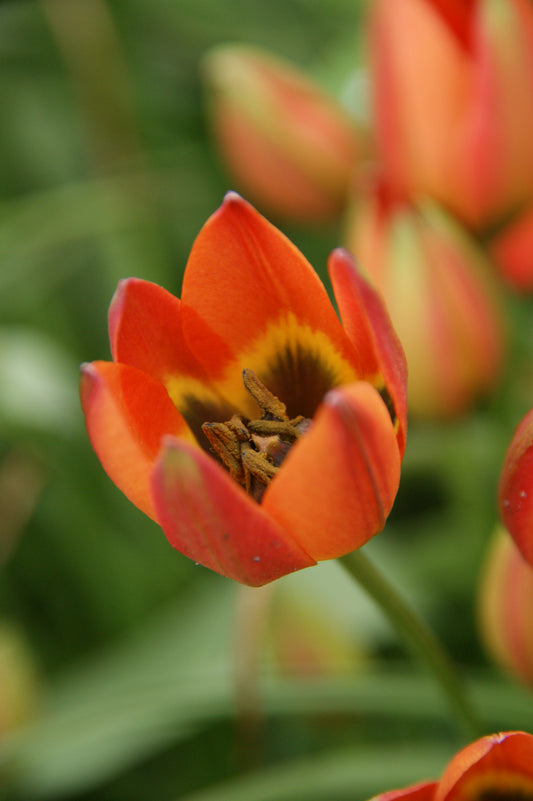 Eine Nahaufnahme der Tulipa humilis „Little Princess“ von Weijers zeigt orangefarbene Blütenblätter mit roten Spitzen und einer dunklen Mitte vor dem Hintergrund eines verschwommenen, grünen Steingartens.