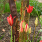 Tulipa sprengeri – „Sprengers Tulpe“ von Verberghe: geschlossene rote Knospen, die vor einem Baum mit abblätternder Rinde blühen, umgeben von grünem Gras und Erde im Garten.
