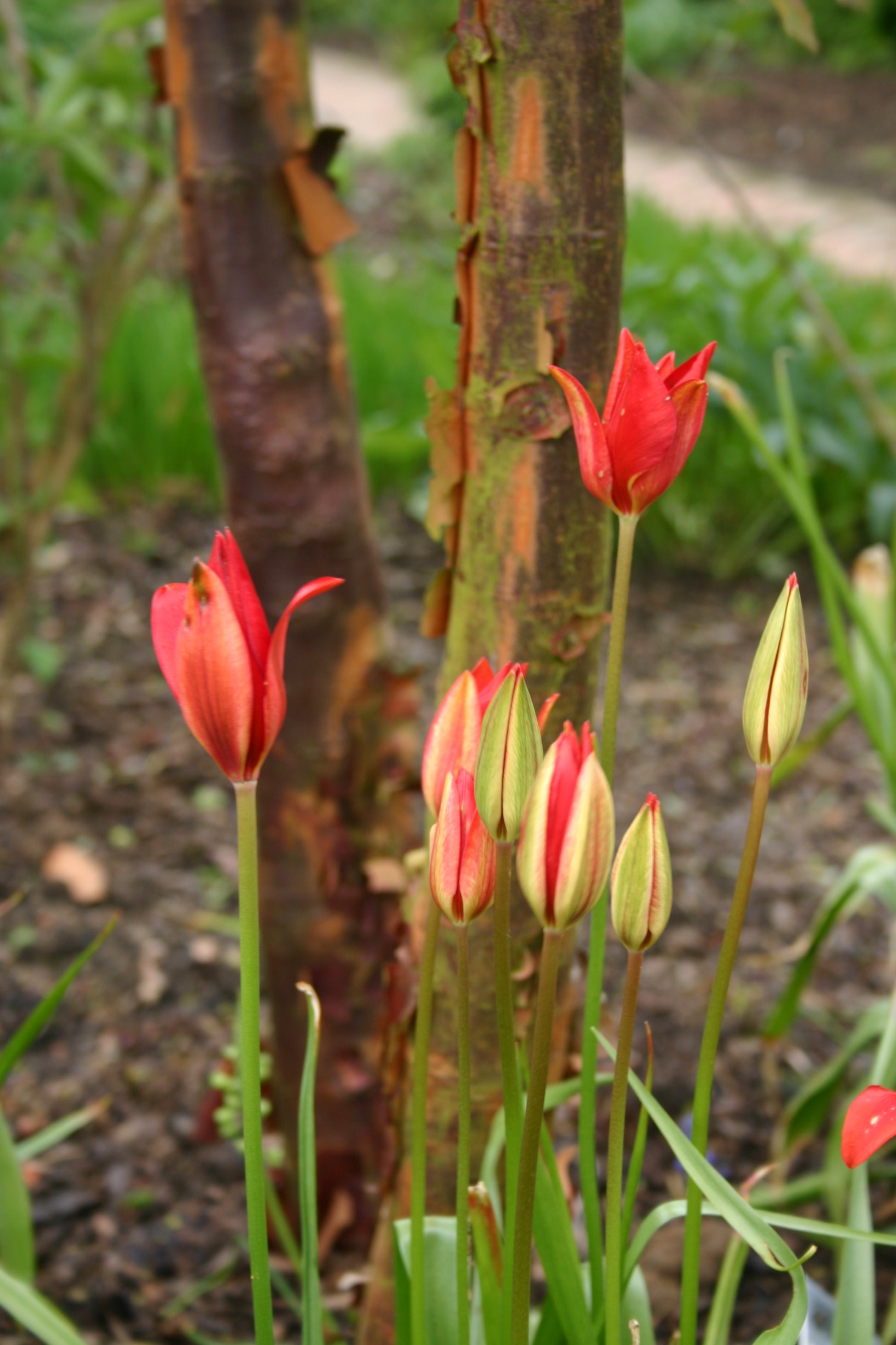 Tulipa sprengeri – „Sprengers Tulpe“ von Verberghe: geschlossene rote Knospen, die vor einem Baum mit abblätternder Rinde blühen, umgeben von grünem Gras und Erde im Garten.