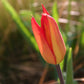 Eine Nahaufnahme einer Tulipa sprengeri – einer Sprengers-Tulpenknospe von Verberghe –, deren rote Blütenblätter teilweise geschlossen sind, vor dem Hintergrund zartgrüner Blätter und Sonnenlicht.