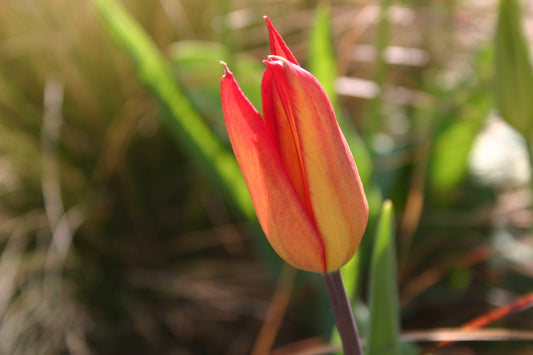 Eine Nahaufnahme einer Tulipa-sprengeri-Knospe aus Verberghe, die ihre leuchtenden roten und gelben Farben vor dem Hintergrund sanft verschwommener grüner Blätter und warmem Sonnenlicht zur Geltung bringt.