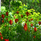 Verberghes „Tulipa sprengeri“ – Sprengers Tulpe – besticht in einem sonnendurchfluteten Garten mit leuchtend roten, geschlossenen und teilweise geöffneten Blütenblättern inmitten üppig grüner Blätter und bietet einen farbenfrohen Frühlingsanblick.
