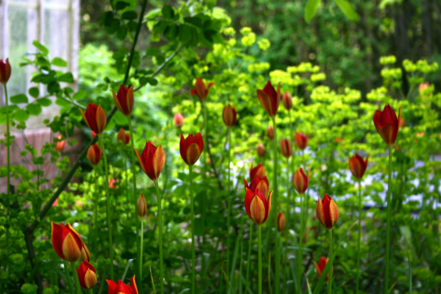 Verberghes „Tulipa sprengeri“ – Sprengers Tulpe – besticht in einem sonnendurchfluteten Garten mit leuchtend roten, geschlossenen und teilweise geöffneten Blütenblättern inmitten üppig grüner Blätter und bietet einen farbenfrohen Frühlingsanblick.
