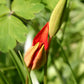 Eine Nahaufnahme einer Blütenknospe der Tulipa sprengeri – Sprengers Tulpe – von Verberghe, deren rote Blütenblätter zwischen grünen Blättern und Stielen zu blühen beginnen, vor einem sanft unscharfen grünen Hintergrund.