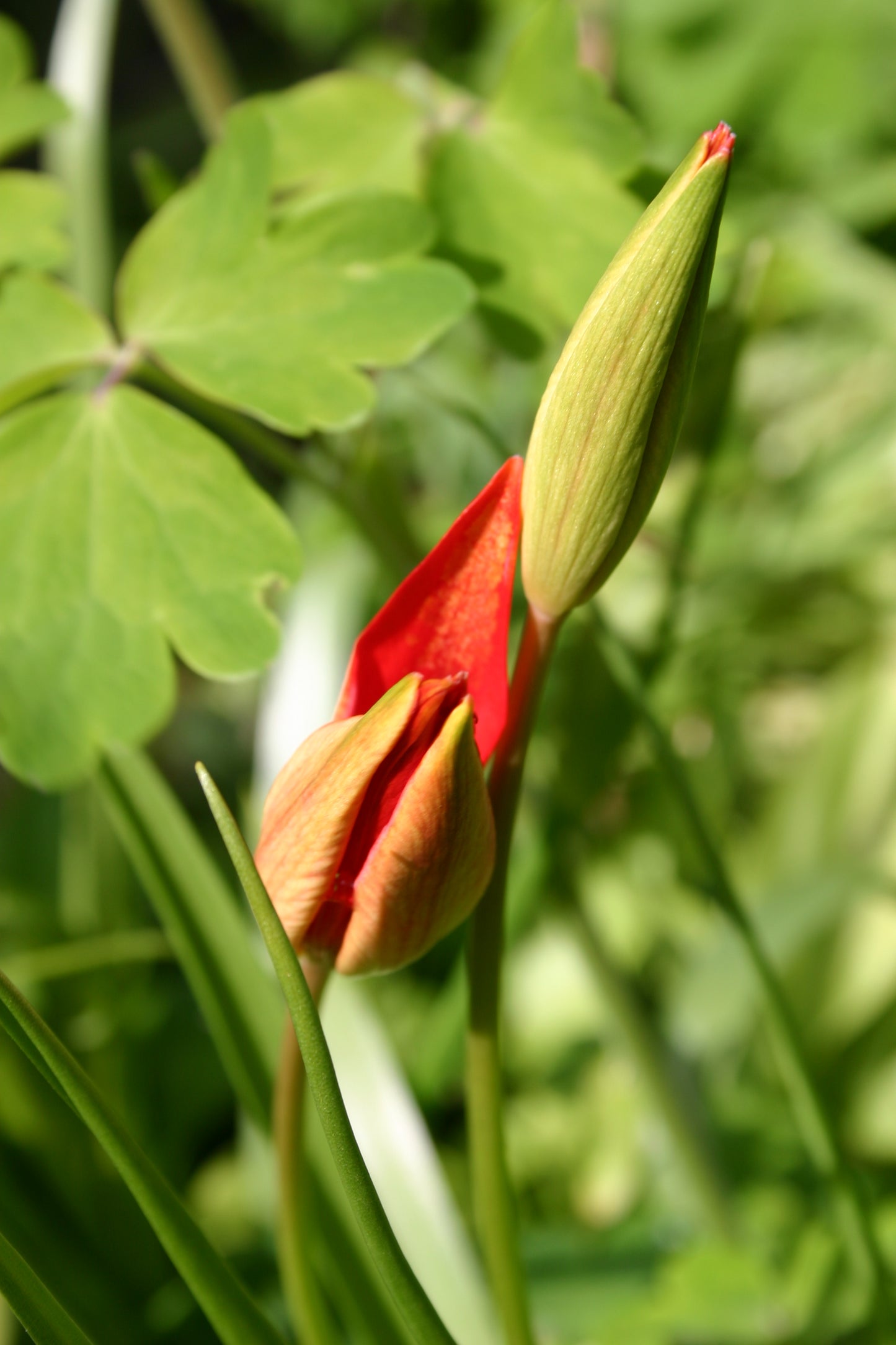 Eine Nahaufnahme einer Blütenknospe der Tulipa sprengeri – Sprengers Tulpe – von Verberghe, deren rote Blütenblätter zwischen grünen Blättern und Stielen zu blühen beginnen, vor einem sanft unscharfen grünen Hintergrund.