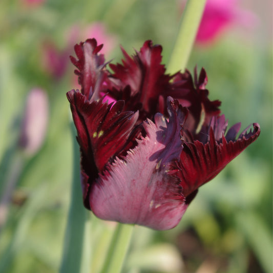 Nahaufnahme der blühenden Tulipa 'Black Parrot' (Papageientulpe) von Weijers mit tiefviolett-schwarzen Blütenblättern, grünen Stielen und verschwommenen rosa Blüten im Hintergrund. Blütezeit: Mai.